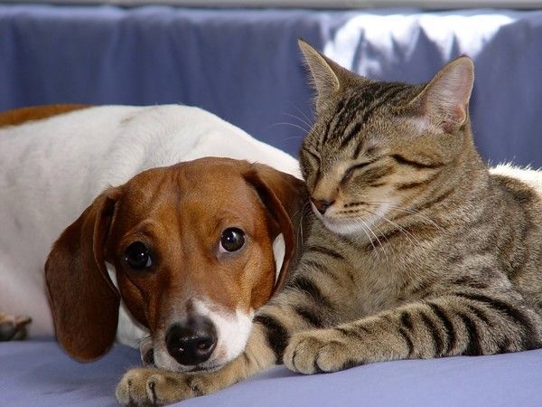 fonds d'ecran chien et chat