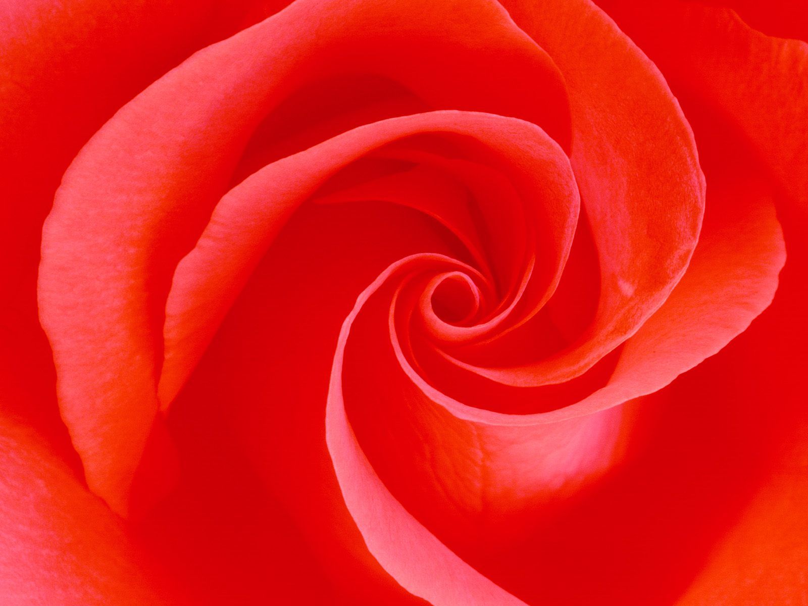 Rose Rouge « Fond Ecran Colore rose rouge « Fond Ecran